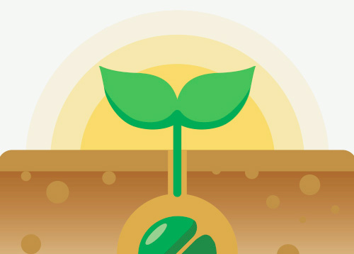 My one seed